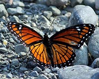 Viceroy Butterfly